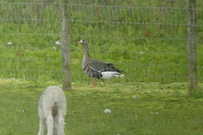 Russian White-fronted Goose