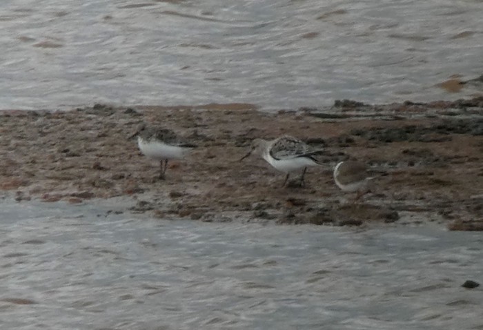 Sanderling