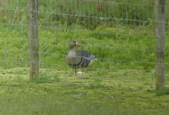 Russian White-fronted Goose