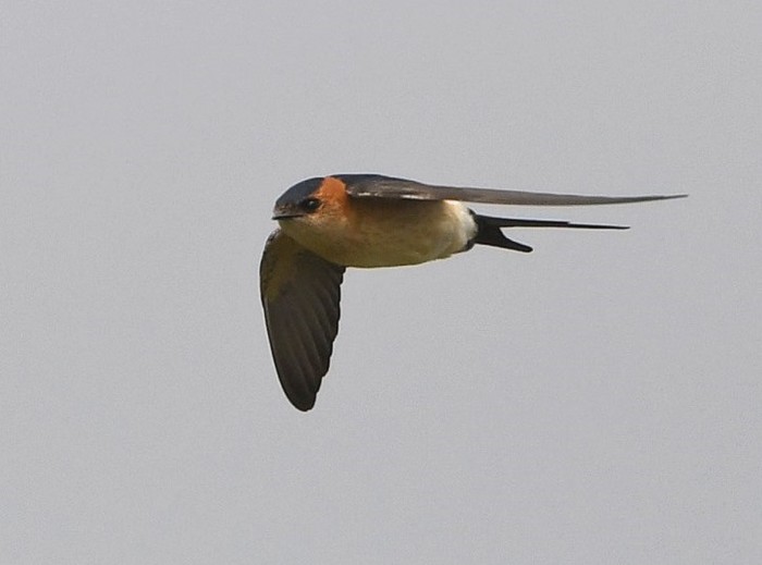 Red-rumped Swallow