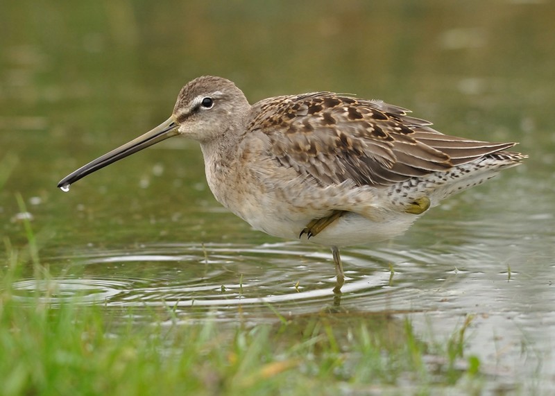 Long-billed Dowitcher