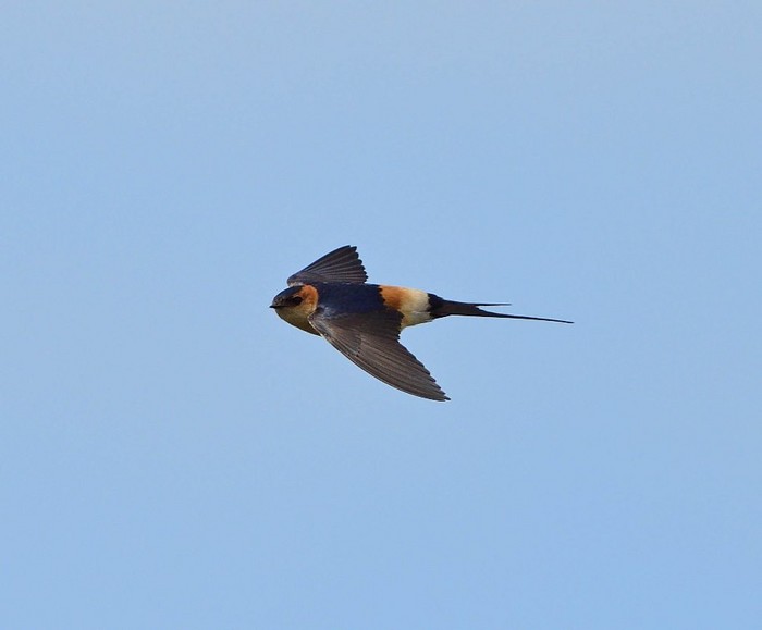 Red-rumped Swallow
