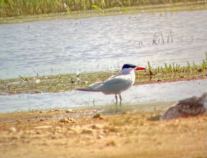Caspian Tern