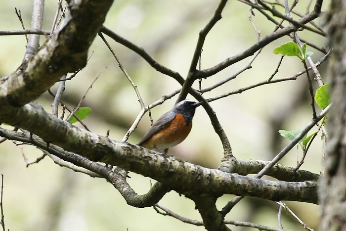 Redstart