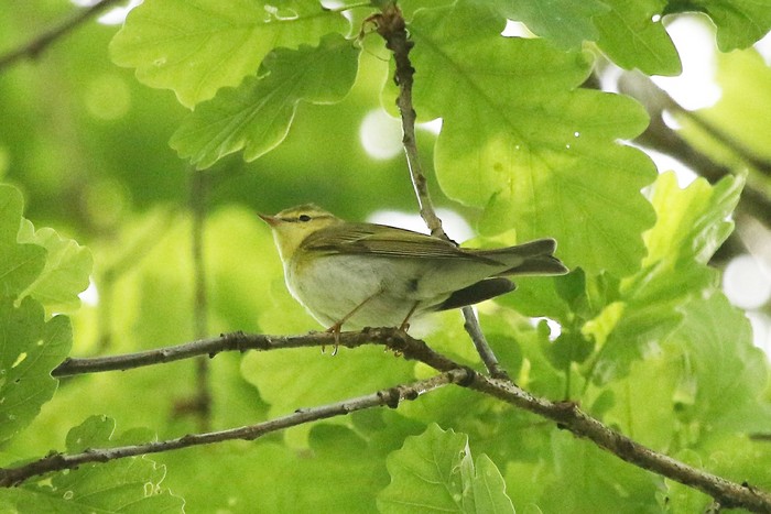 Wood Warbler