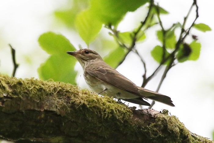 Spotted Flycatcher