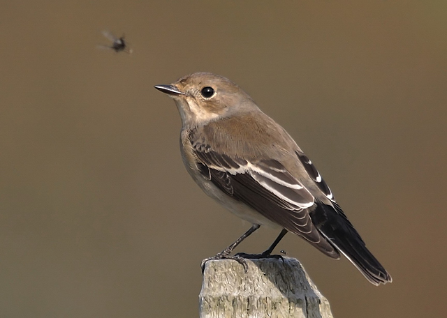 Pied Flycatcher