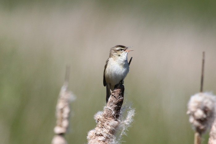 Sedge Warbler