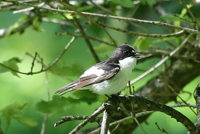 Pied Flycatcher