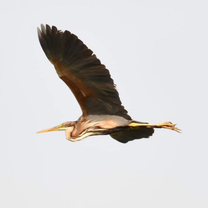 Purple Heron
