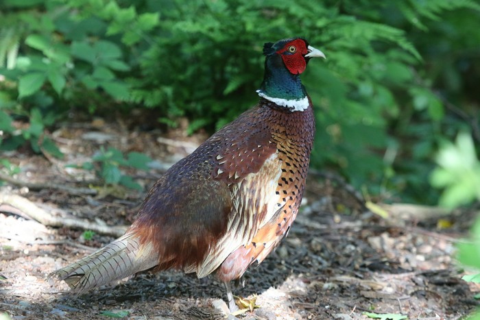 Pheasant