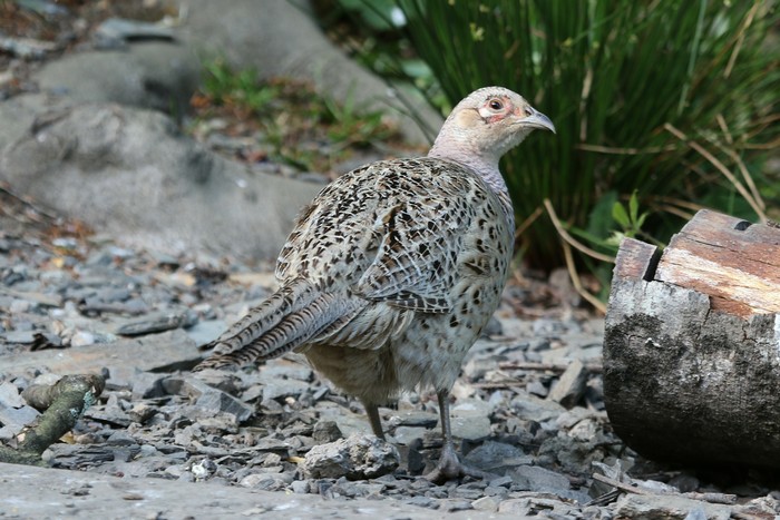 Pheasant