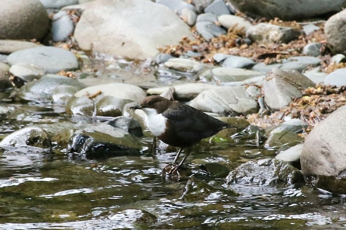 Dipper