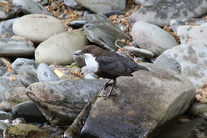 Dipper