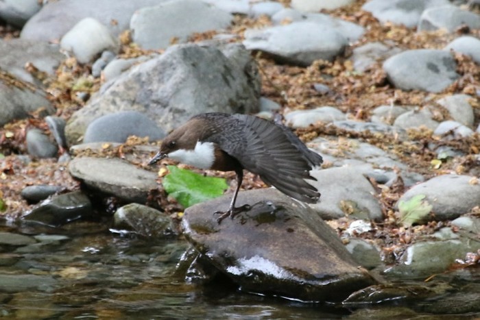 Dipper