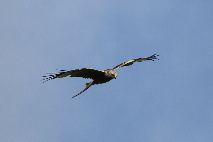 Red Kite