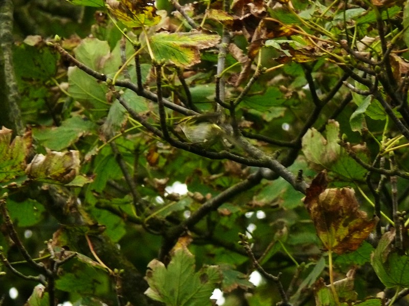 Pallas's Warbler