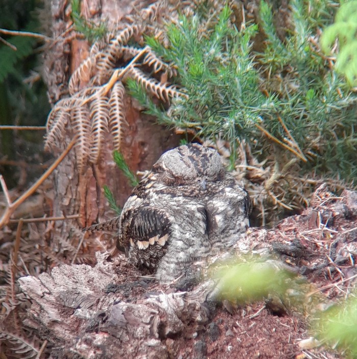 Nightjar