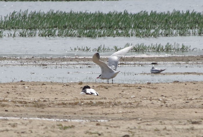 Caspian Tern