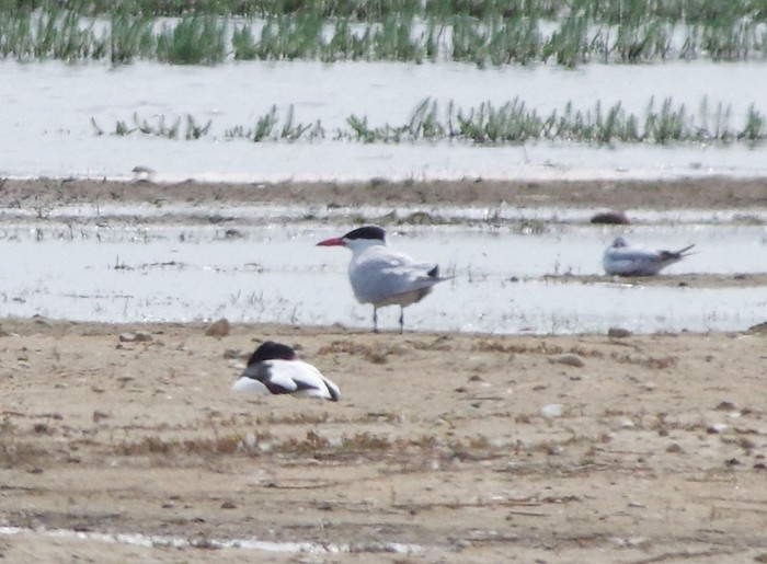 Caspian Tern