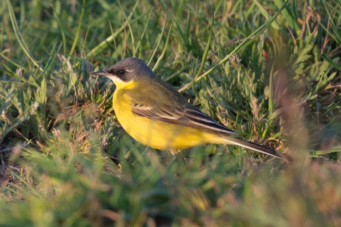 Grey-headed Wagtail