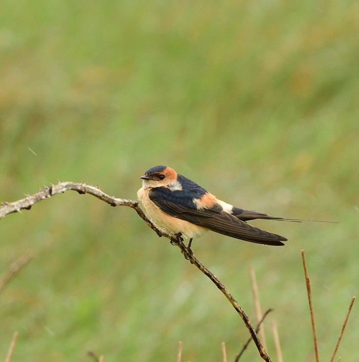 Red-rumped Swallow