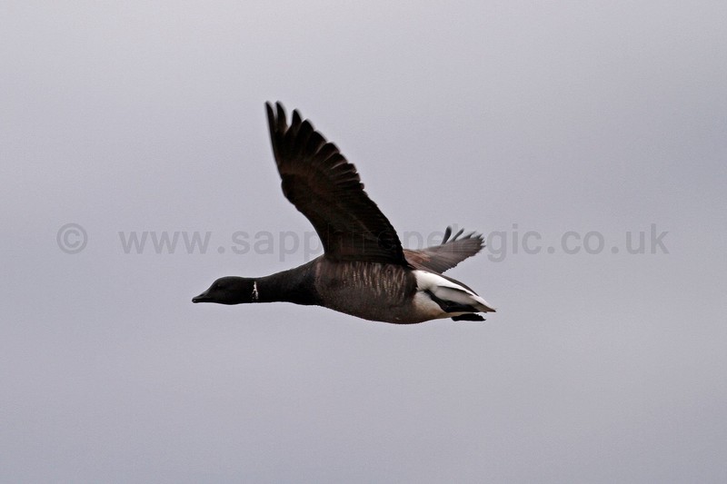 Dark-bellied Brent Goose