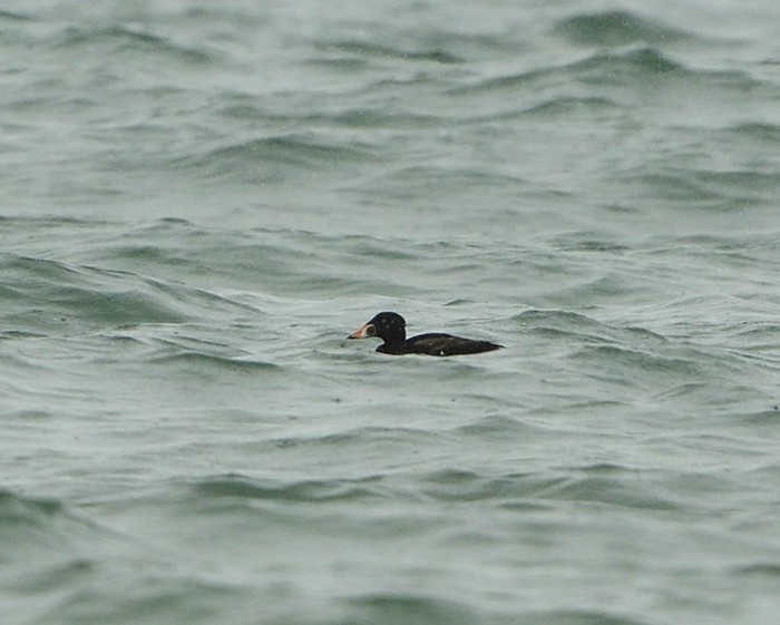 Surf Scoter