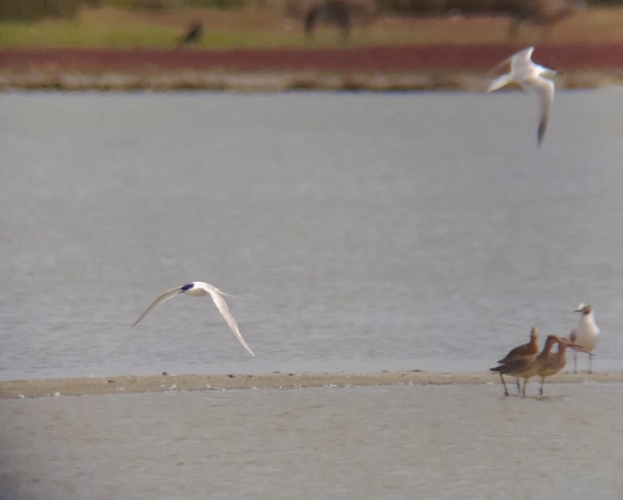 Roseate Tern