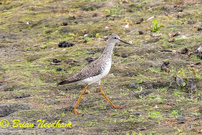 Lesser Yellowlegs