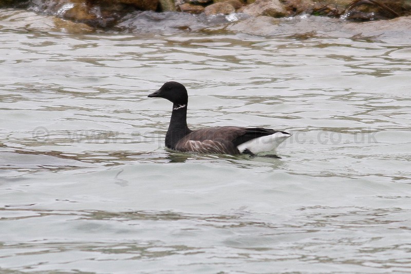 Dark-bellied Brent Goose