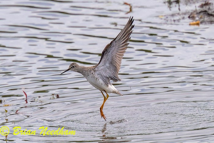 Lesser Yellowlegs