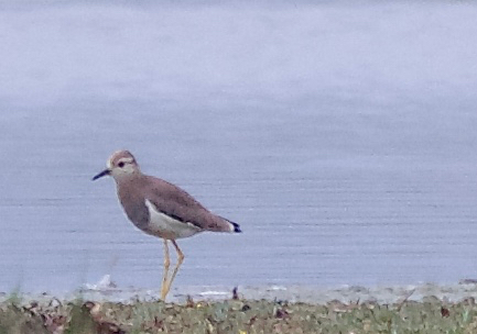 White-tailed Lapwing