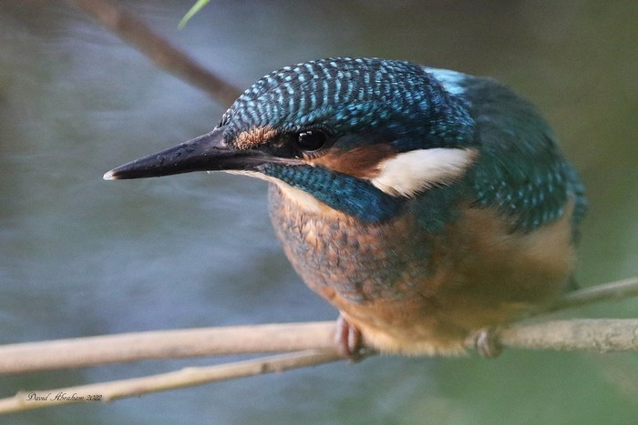 Kingfisher 