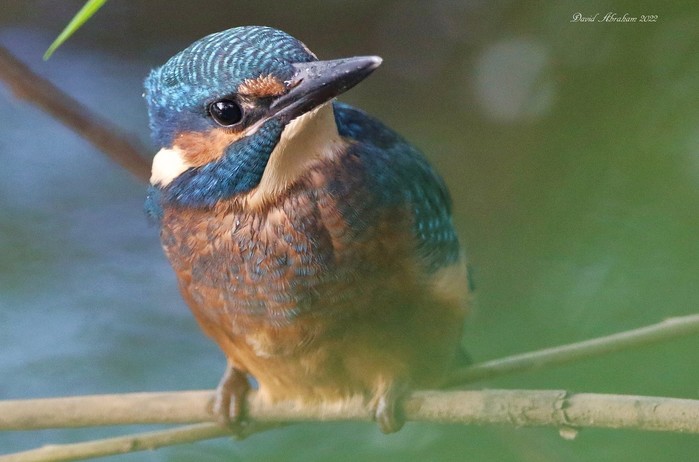 Kingfisher 