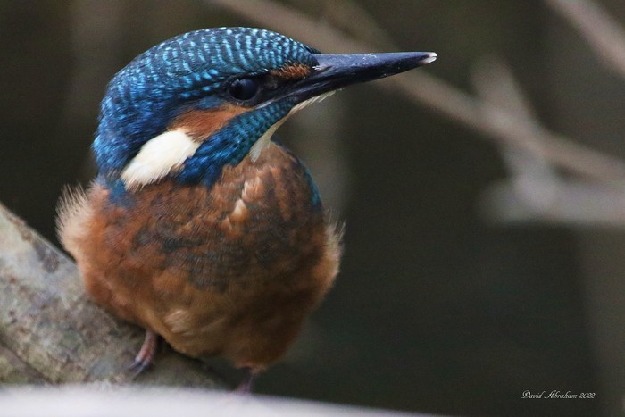 Kingfisher 