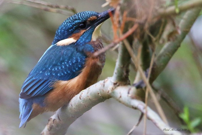 Kingfisher 
