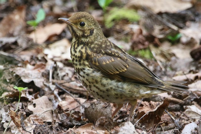 Song Thrush 