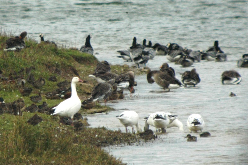 Snow Goose