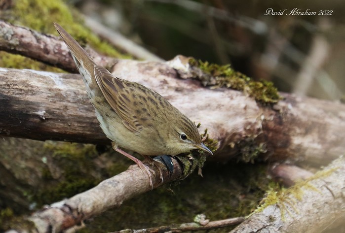 Grasshopper Warbler