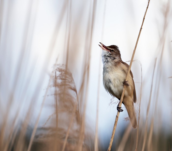 Great Reed Warbler