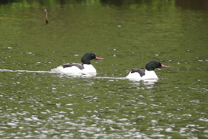 Goosander