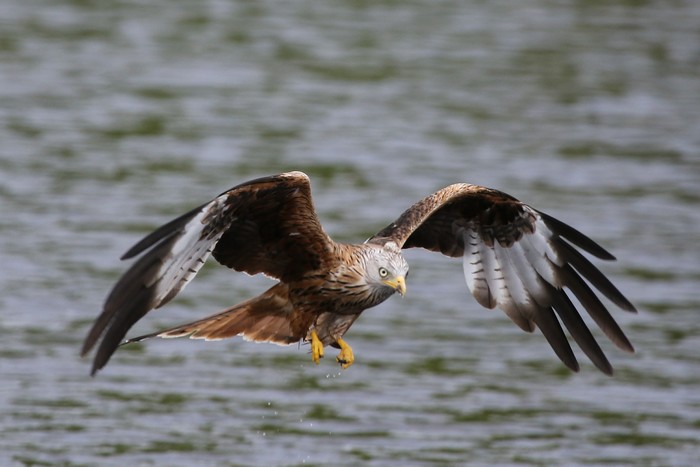 Red Kite