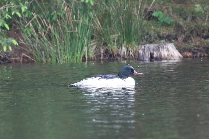 Goosander