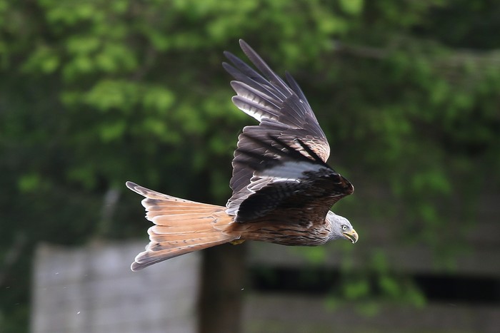Red Kite