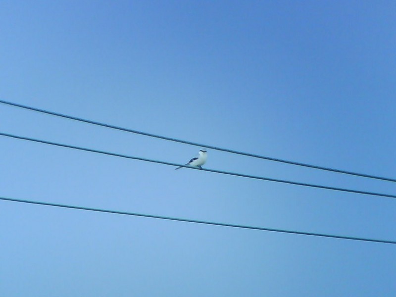 Great Grey Shrike