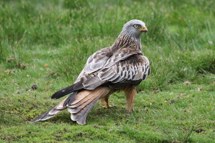 Red Kite