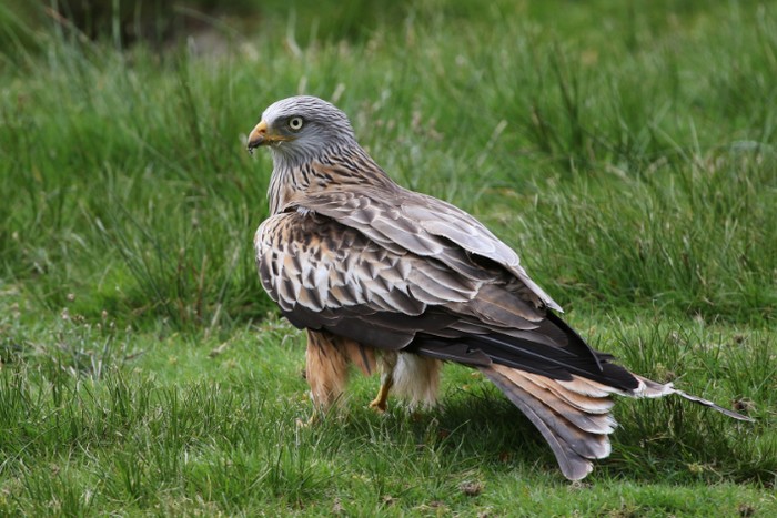 Red Kite