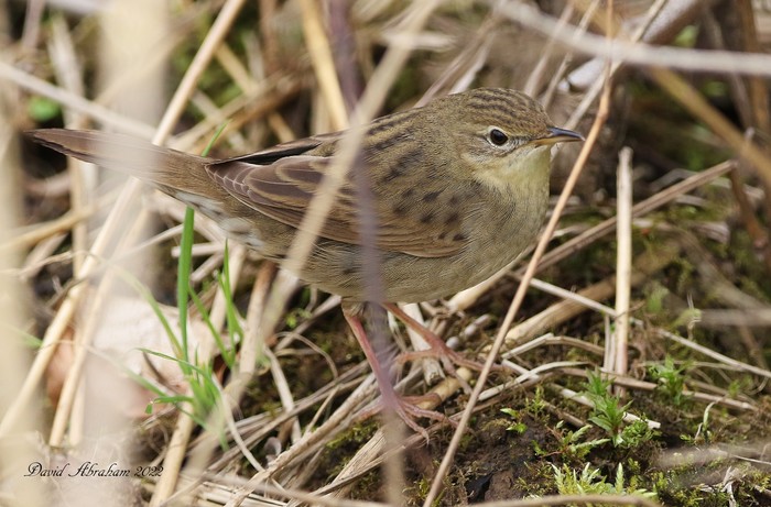 Grasshopper warbler 