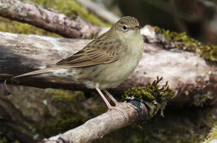 Grasshopper Warbler
